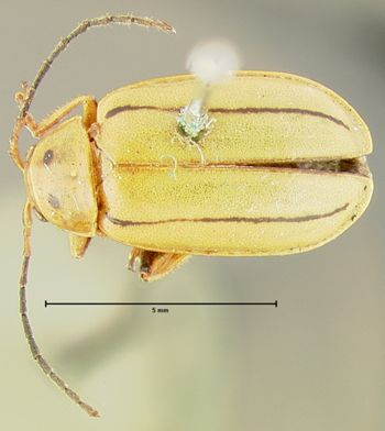 Media type: image;   Entomology 33900 Aspect: habitus dorsal view